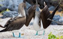 <p>See all the Galapagos has to offer with a Galapagos Safari Camp adventure. Search for giant tortoises, go scuba diving and visit one of the most beautiful beaches in the world. </p>