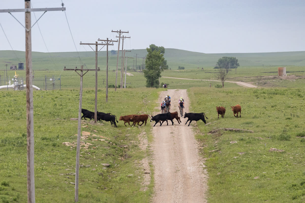  Riders got to experience a full range of Great Plains novelties including riding through an open range and having to dodge beef cattle. 