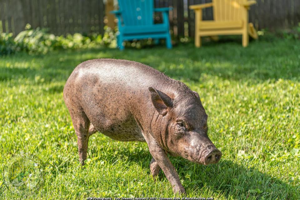 Baby Jane - The Oldest Pig to Ever Be Kept in Captivity Dies at 23