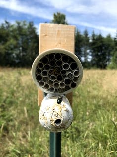 <span class="caption">Nesting box in a public park in Seattle, part of the author’s PhD dissertation work.</span> <span class="attribution"><span class="source">Lila Westreich</span></span>