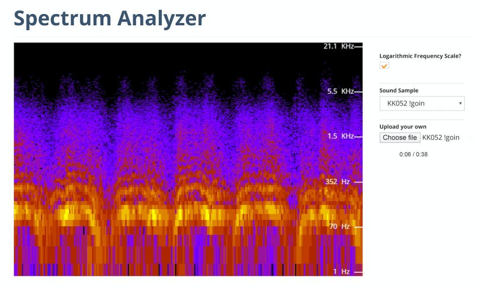 Spectrogram illustrating the pulsating charater of !goin !goin sound. Orange and yellow areas represent frequencies of high intensity, and blue the low intensity.