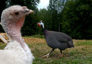 Turkeys are seen at a small farm of Yuri and Tamara Baikov, situated in a forest near the village of Yukhovichi, Belarus, June 21, 2018. REUTERS/Vasily Fedosenko