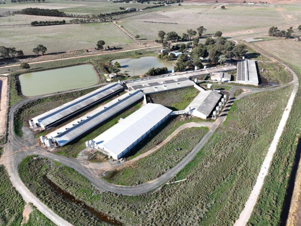 Midland Bacon piggery in northern Victoria. Picture: farm Transparency Project