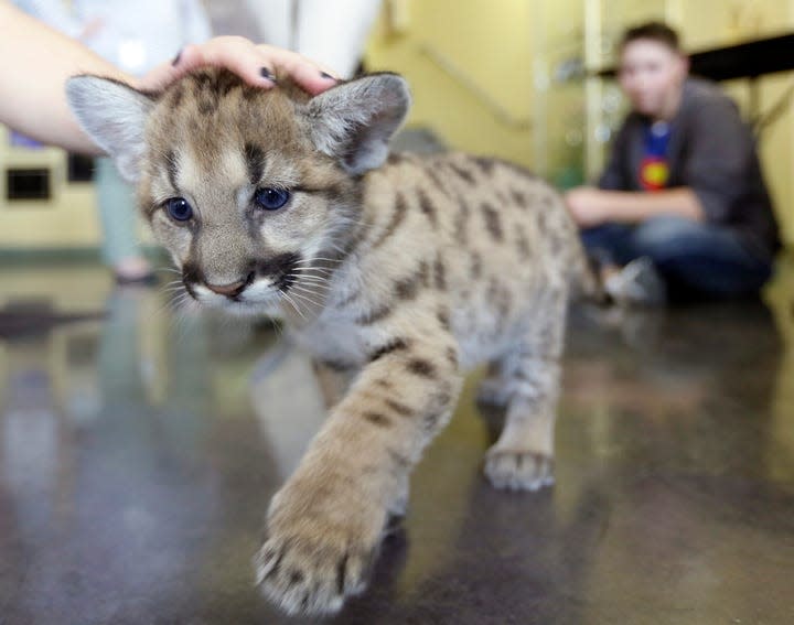 Mountain lion cub Clark explores the business office at the Columbus Zoo in 2014.