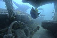 A blue angel fish swims inside a sunken vehicle in the Mesaieed sea-line at the GMC dive site in Mesaieed, Qatar Wednesday, Nov. 30, 2022. World Cup fans in Qatar hoping to see some of the Gulf’s marine life are visiting the artificial reefs just off the coast of the small, peninsular Arab nation. The underwater installations of stripped-out vehicles, bicycles, concrete blocks and toilets attract divers across the Gulf Arab world and elsewhere. (AP Photo/Abbie Parr)