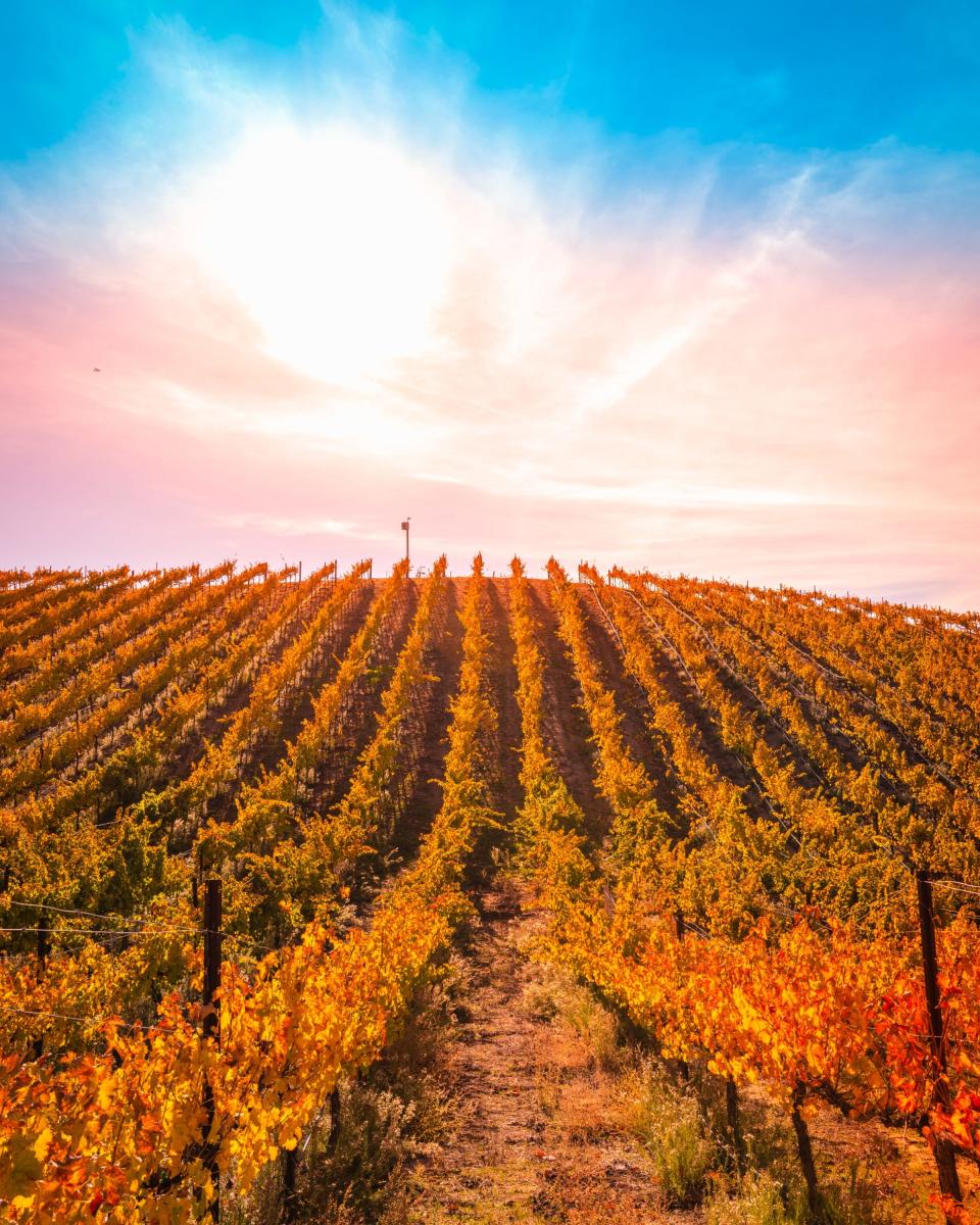 Vineyard landscape in Temecula Valley, California