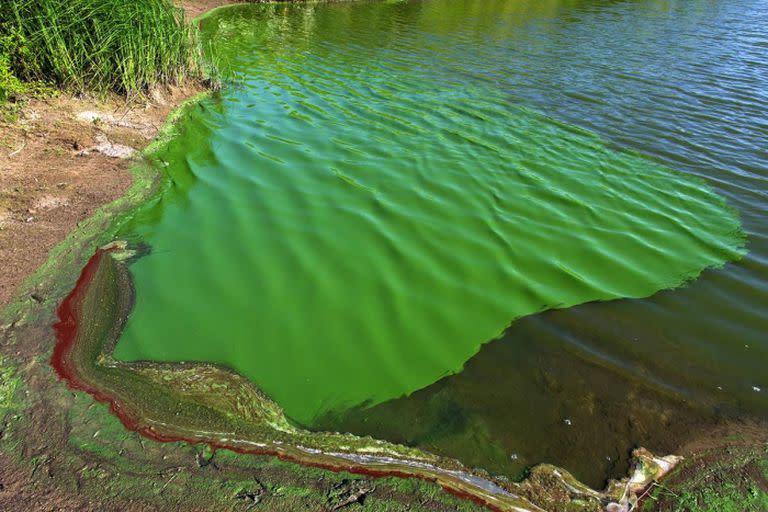 Las cianobacterias presentan una coloración verde o azul cuando están presentes en los espejos y cursos de agua.