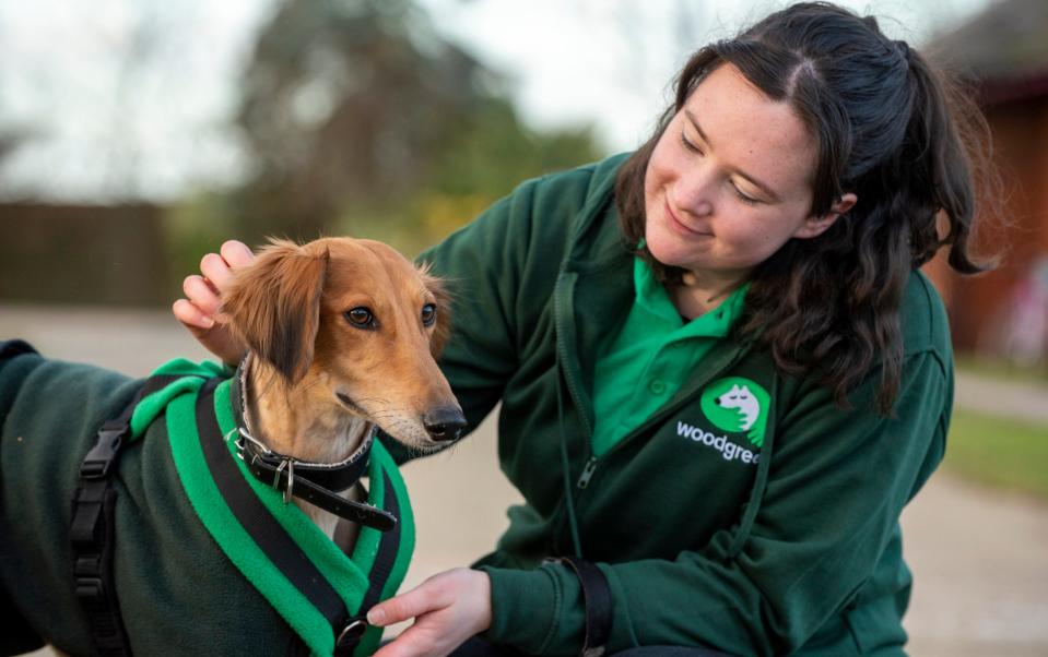 Dogs Trust say that four in five owners were worried about the cost of dog care