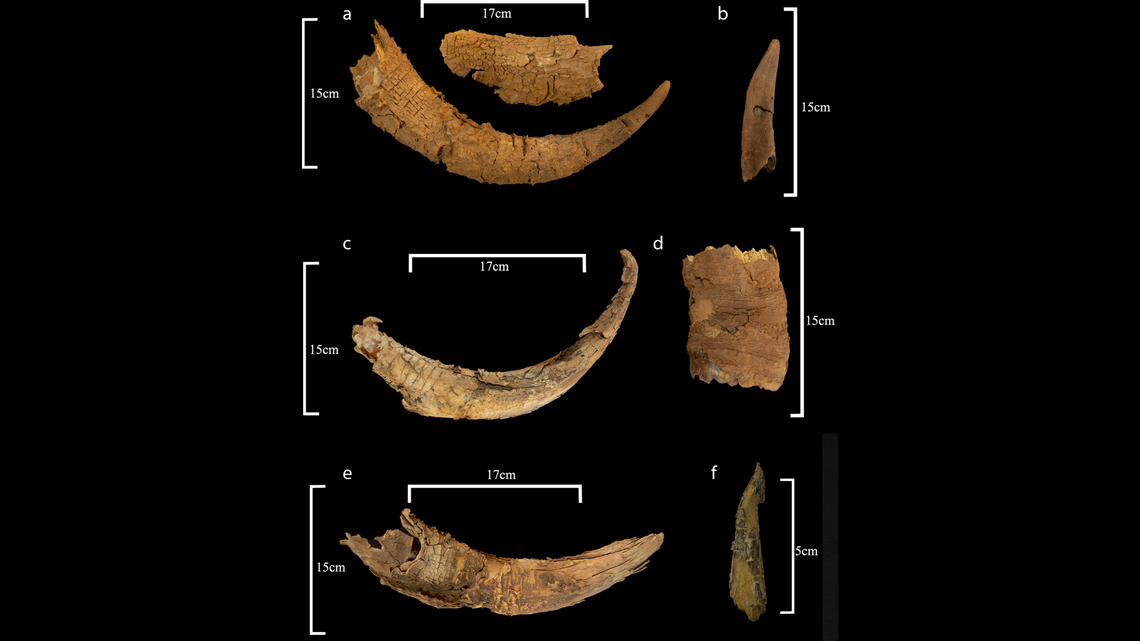 Despite their age, the horns were incredibly well preserved, archaeologists said.