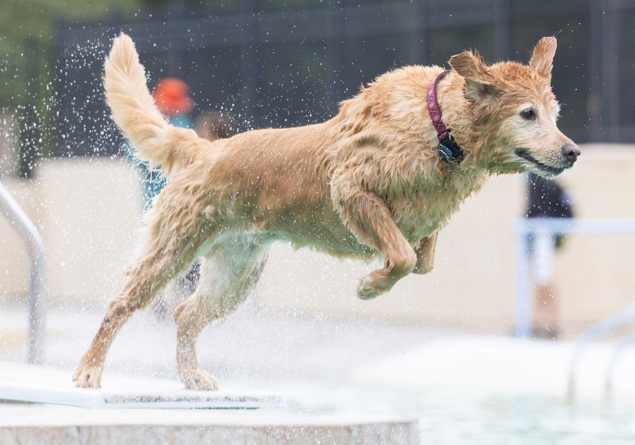 Teddy, jumps off the diving board at Clearwater Park in Lake Township. Teddy and his owner Mike Nedved of Plain Township were out enjoying dog swim day.