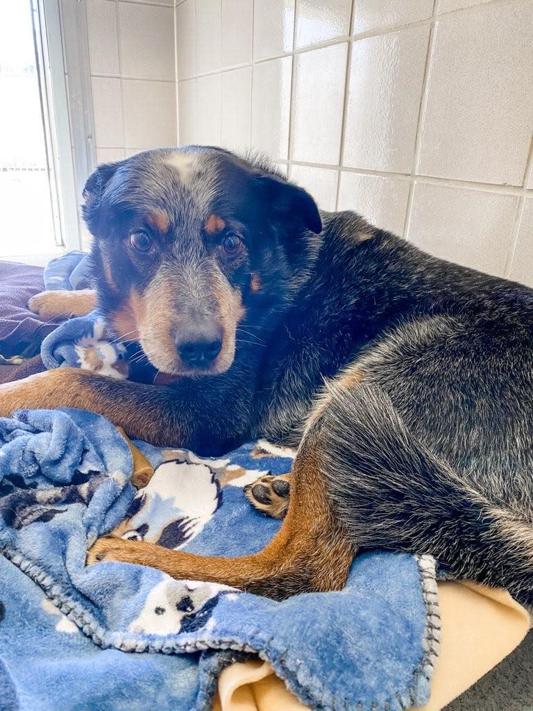 Baby Dog in the shelter. (Courtesy of Placer County Animal Services)