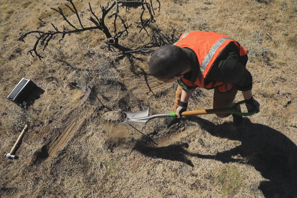A volunteer plants Joshua trees in the Mojave desert. (NBC News)