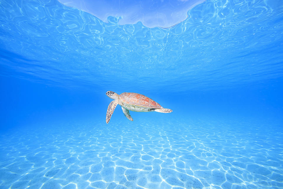 Amazing creatures of the deep