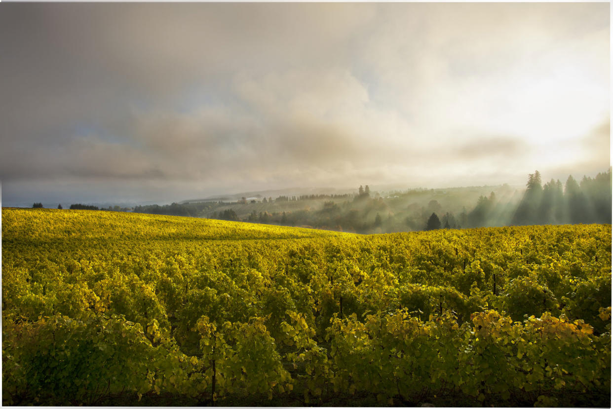 A view of the Ponzi Vineyards in Willamette Valley, Ore.