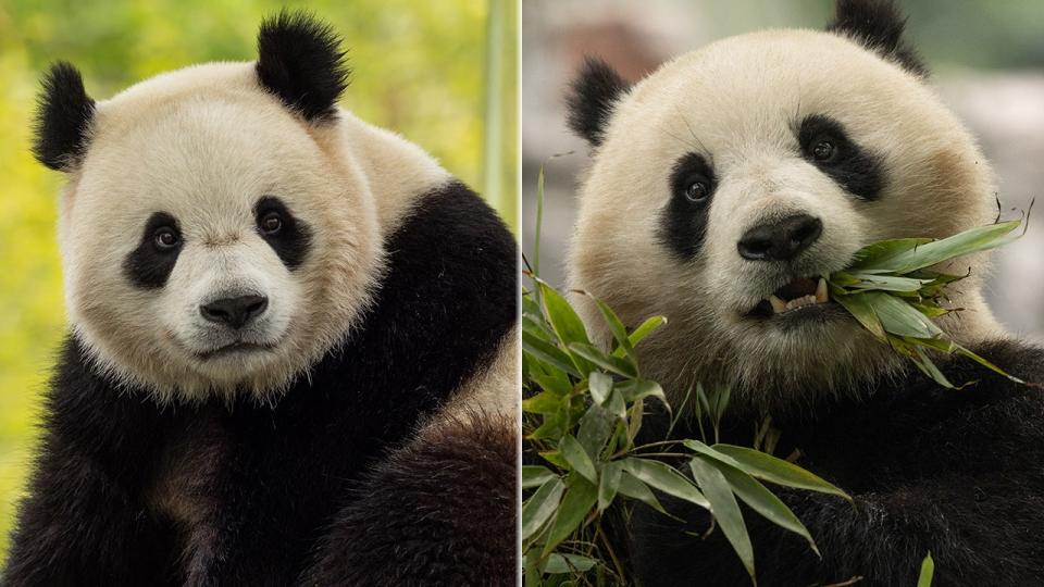 <div>Pandas Bao Li (left) and Qing Bao (right) are expected at the Smithsonians National Zoo by the end of 2024. The zoo made the announcement about half a year after it sent its three pandas back to China.</div>