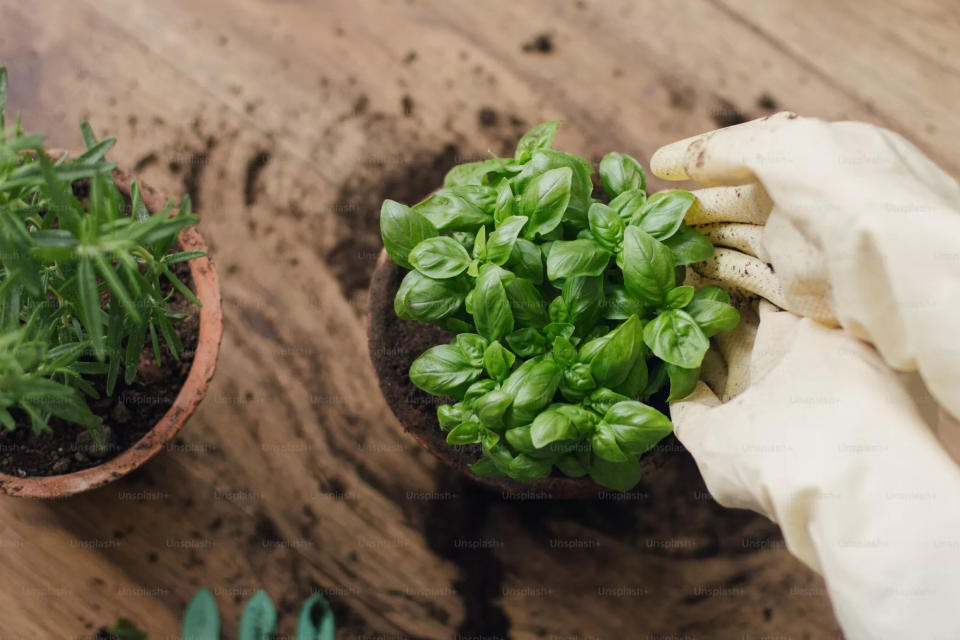 be@safra 2024 - unsplashed image of person planting