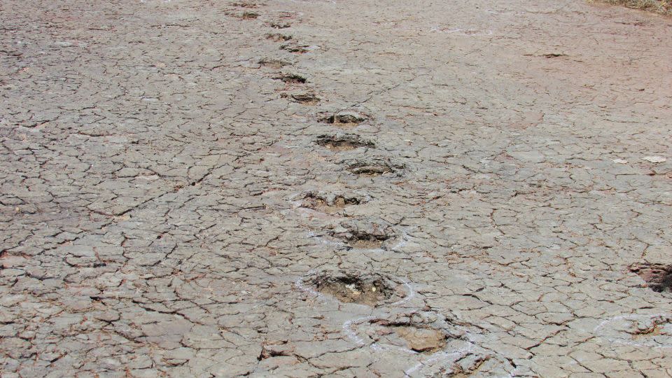 Footprints belonging to dinosaurs were preserved in floodplain deposits within the Sousa Basin in Brazil.<strong> </strong> - Ismar de Souza Carvalho