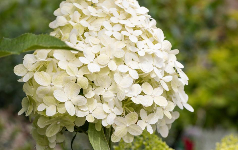 Hydrangea paniculata ‘Limelight’ AGM - Alamy Images 