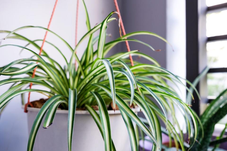 Spider plant in white pot at balcony