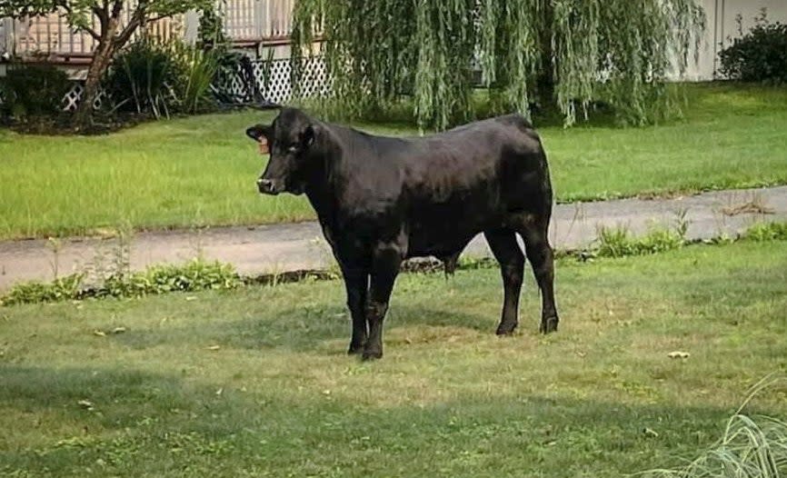 Barney the bull remains at large on Long Island, New York (AP)