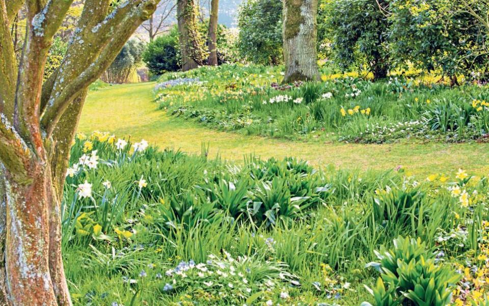 Flower power: consider leaving part of the lawn unmown - Marianne Majerus