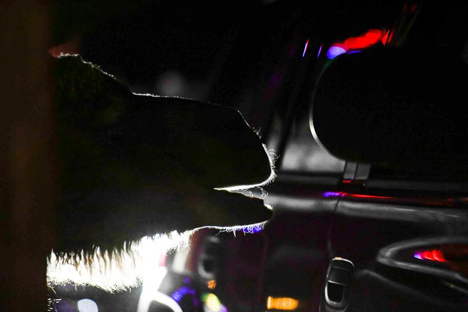 A camel greets cars during Hollywild Animal Preserve's Magic of Lights drive-through holiday light display on Wednesday, Dec. 7, 2023 in Wellford, SC. Hollywild's event will be open to the public through December 31.