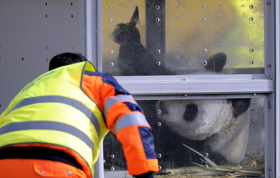 Giant pandas get a celebrity welcome in Belgium