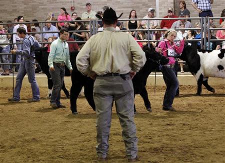 Judge Shane Bedwell (C) of Colorado State University watches as Kaley Kelley (R) of College Station, Texas shows her Maine steer in the prospects competition at the State Fair of Texas in Dallas, Texas October 2, 2013. For more than a century, ranchers and their kids have paraded cattle around the dusty show ring at the State Fair of Texas in Dallas, in a rite of passage that is part farm economics, part rural theater. Today, with U.S. auction prices for champion cattle topping $300,000 a head and hefty scholarship checks for winners at stake, the competitive pressures are intense. Many animals get muscle-building livestock drugs added into animal feed. Kelley's father, Stanley Kelley, said he uses the medicated feed additive Showmaxx on some of their steer. He said the product increases the amount of "middle meat" cuts like T-bone, rib eye, porter and sirloin steaks along the steer's back and also builds lean muscle in the hind quarter, known in show terms as "putting a butt on". The Maine in the photo was not given Showmaxx. REUTERS/Mike Stone