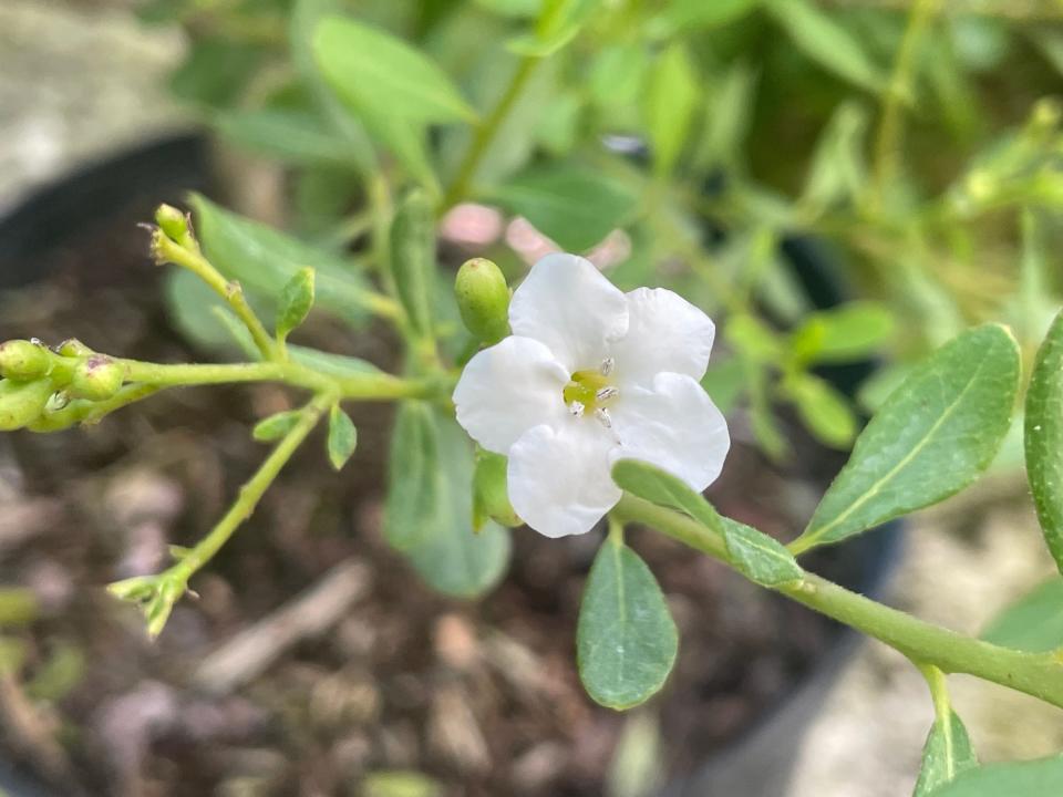 The little strongbark is an endangered native shrub with tiny white flowers.