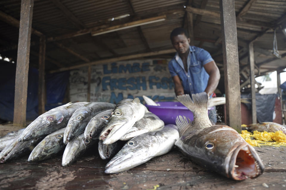 A fishmonger displays barracuda for sale at a fresh fish market in Limbe, Cameroon, on April 10, 2022. In recent years, Cameroon has emerged as one of several go-to countries for the widely criticized “flags of convenience” system, under which foreign companies can register their ships even though there is no link between the vessel and the nation whose flag it flies. But experts say weak oversight and enforcement of fishing fleets undermines global attempts to sustainably manage fisheries and threatens the livelihoods of millions of people in regions like West Africa. (AP Photo/Grace Ekpu)