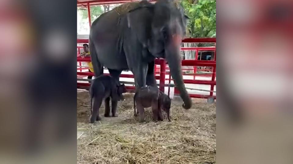 Rare twin elephants were born at the Ayutthaya Elephant Palace and Royal Kraal in Thailand.