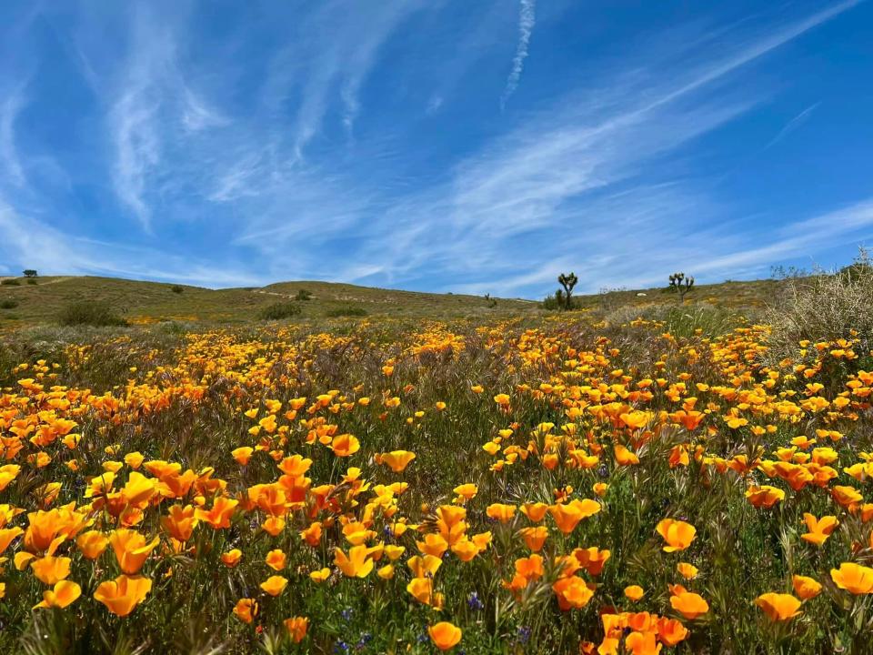 Retired fire chief and adventurer Sid Hultquist said wildflowers are on full display across Southern California and in parts of Apple Valley and Hesperia.