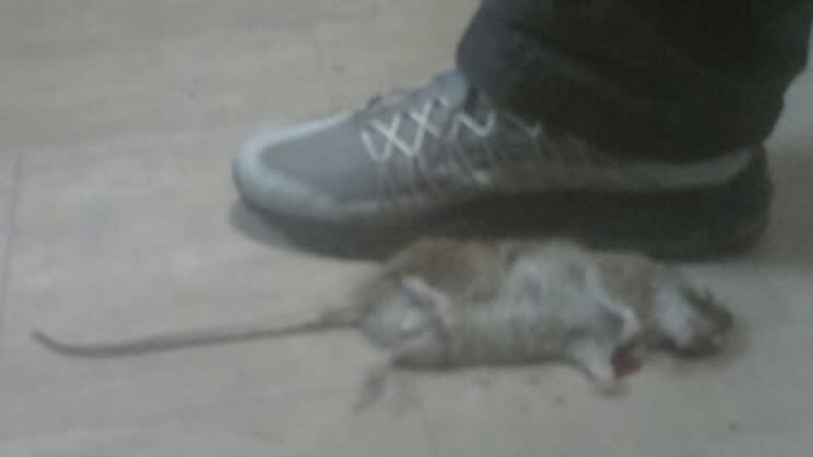 The family claims the rodents have grown to a foot long (Mercury)