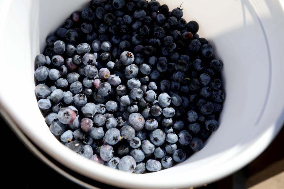 Blueberries