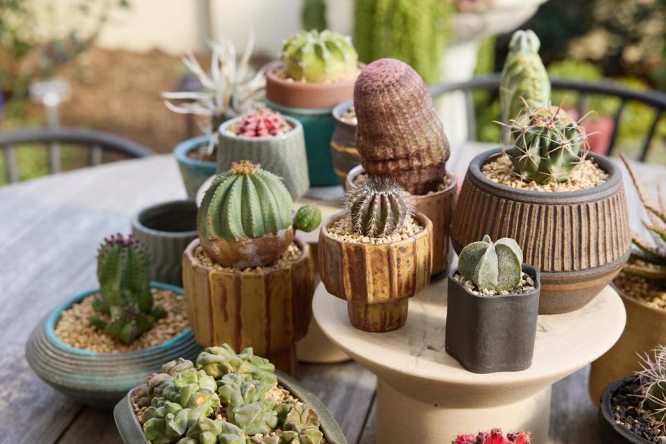 A collection of small, colorful succulents in a variety of containers on a patio table.