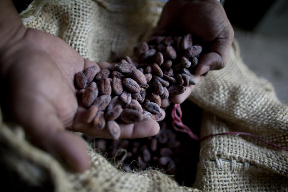 FILE - In this Nov. 15, 2012 file photo, a worker holds dried cacao seeds at a plantation in Cano Rico, Venezuela. A paper published Monday, Oct. 29, 2018 says tests indicate traces of cacao on artifacts from a South American archeologic site estimated to be 5,400 years old. That makes about 1,500 years older than cacao’s known domestication in Central America. (AP Photo/Ariana Cubillos)