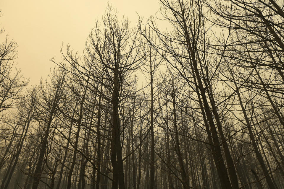 Burnt trees stand during a wildfire in Giannouli village, in the northeastern Evros region, Greece, Thursday, Aug. 31, 2023. Greek authorities have further reinforced firefighting forces in the country's northeast, where a massive blaze in its thirteenth day has flared up once more, triggering authorities to issue alerts to residents in the area to be on standby for possible evacuation. (e-evros.gr via AP)