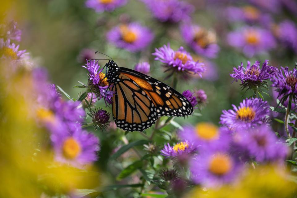 The Great Parks Pollinator Festival takes place Saturday at Miami Whitewater Forest.