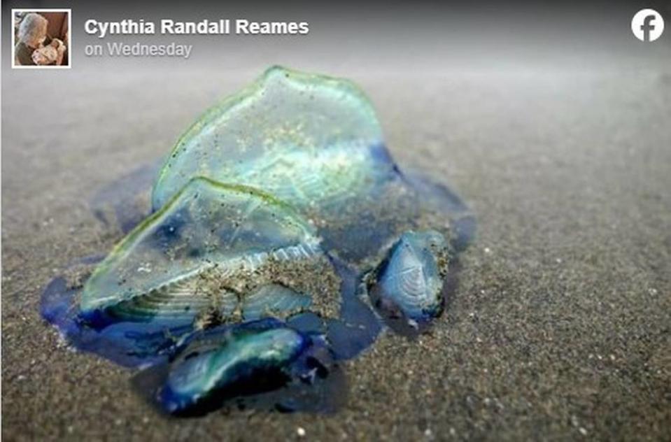 Hundreds of thousands of velella velella, tiny blue sea creatures with sail-like fins, are washing up on California and Oregon beaches.