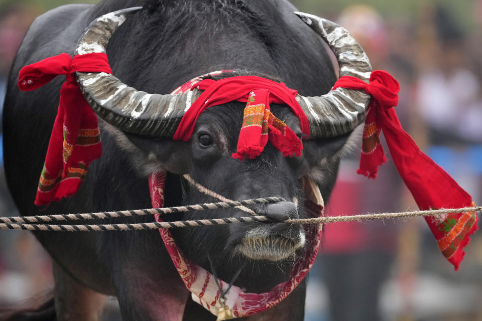 A buffalo is held by ropes passing through its nose as it waits for a buffalo fight, held as part of the Magh Bihu harvest festival at Ahotguri village, east of Guwahati, Assam, India, Jan. 16, 2024. Traditional bird and buffalo fights resumed in India’s remote northeast after the supreme court ended a nine-year ban, despite opposition from wildlife activists. (AP Photo/Anupam Nath)