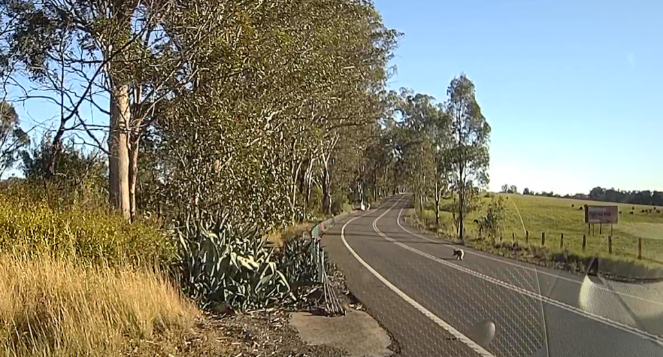 Dashcam video showing a koala crossing Appin Road, with a sign advertising Lendlease's FigTree Hill development in the background.