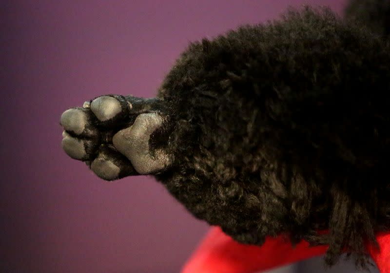 Dogs and their owners arrive to the 2020 Westminster Kennel Club Dog Show