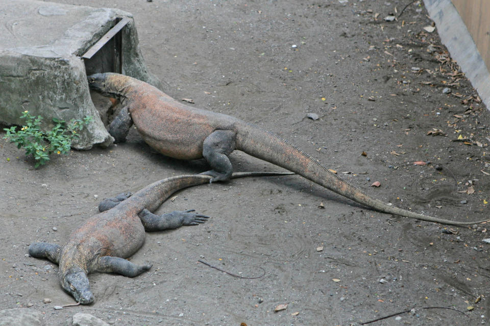 A komodo dragon, bottom, lies dead in its cage at Surabaya Zoo in Surabaya, East Java, Indonesia, Saturday, Feb. 1, 2014. Indonesia's largest and problem-plagued zoo has been criticized over the deaths of scores of animals, including African lions and a Sumatran tiger, over the last few years. The death of a giraffe two years ago with a beach ball-sized wad of plastic food wrappers in its belly sparked outrage among conservationists. (AP Photo/Trisnadi)
