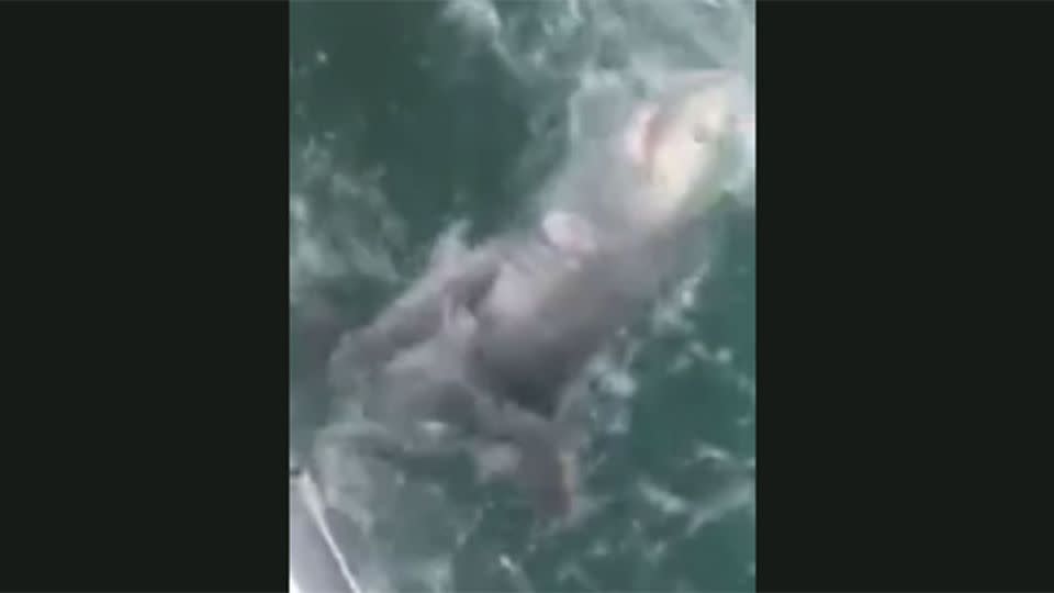 The massive shark was caught of Ilfracombe, Devon. Source: Facebook