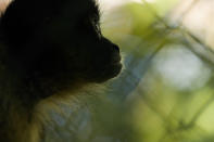 A spider monkey sits inside a cage at a Ministry of Environment rehabilitation center that protects wild animals rescued from illicit trafficking networks, in Panama City, Friday, Sept. 23, 2022. Spider monkeys are among the most popular wild pets, said Erick Núñez, the Environment Ministry's chief of national biodiversity. "They're usually friendly with people ... however, when they reach the age of sexual maturity, when they become jealous, they can become aggressive and attack people," he said. (AP Photo/Arnulfo Franco)