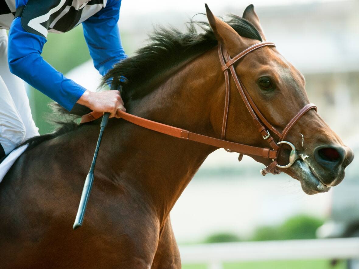 A stock photo shows a jockey on a racehorse. Moosomin First Nation is temporarily bringing back horse racing to Marquis Downs in Saskatoon later this summer. (Olga_i/Shutterstock - image credit)