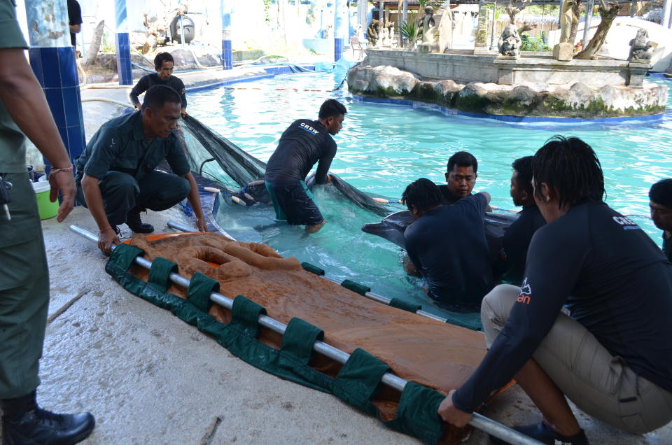 People lift Dewa the dolphin out of the hotel swimming pool. 