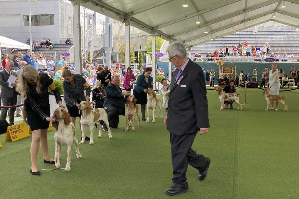 A judge examines dogs competing in the bracco Italiano breed during the breed's debut at the 147th Westminster Kennel Club Dog show, Tuesday, May 9, 2023, in New York. A dog named Lepshi, third from left, co-owned by country music star Tim McGraw, won best in breed. (AP Photo/Jennifer Peltz)