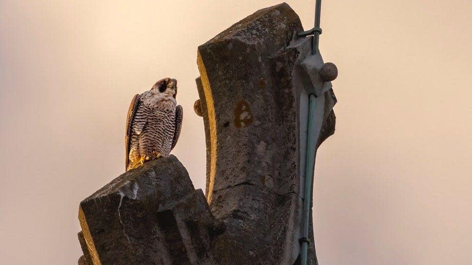 Peregrine Falcon on top of cathedral