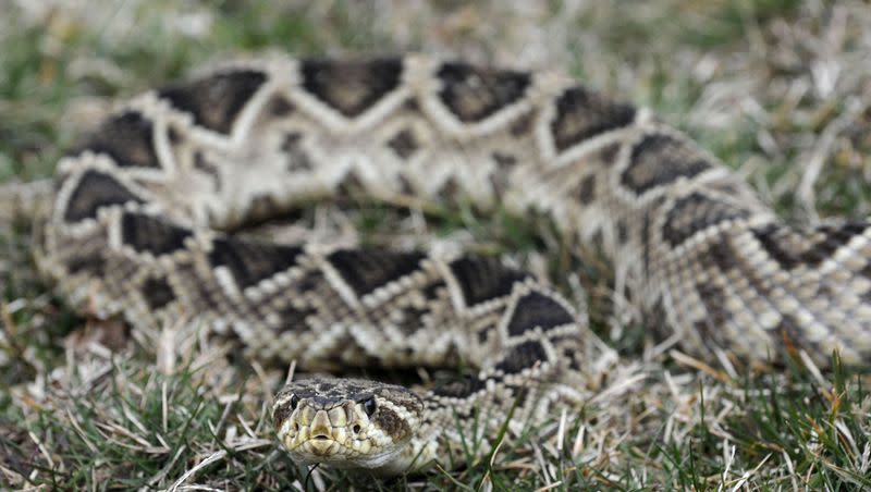 In this Feb. 23, 2011 photo, a 5-foot eastern diamondback rattlesnake lies in the grass at the home of Chuck Hurd just outside Gate City, Va. A new study revealed that snakes will often comfort each other socially when they sense they are stressed.